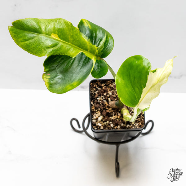 Monstera Deliciosa 'White Lava' (wk50-UE)