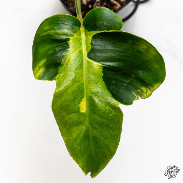 Monstera Deliciosa 'White Lava' (wk50-UE)