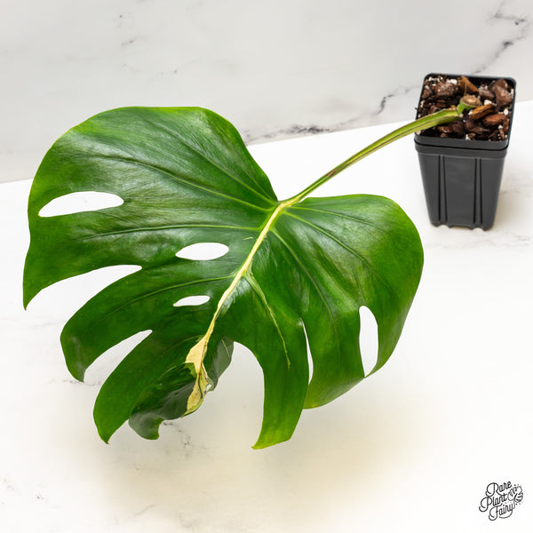 Monstera Deliciosa 'White Lava' (wk50-UP)
