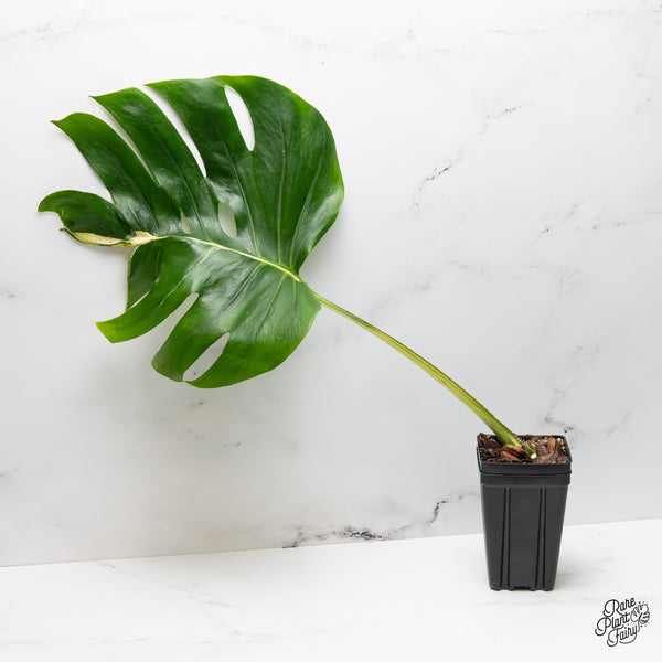 Monstera Deliciosa 'White Lava' (wk50-UP)