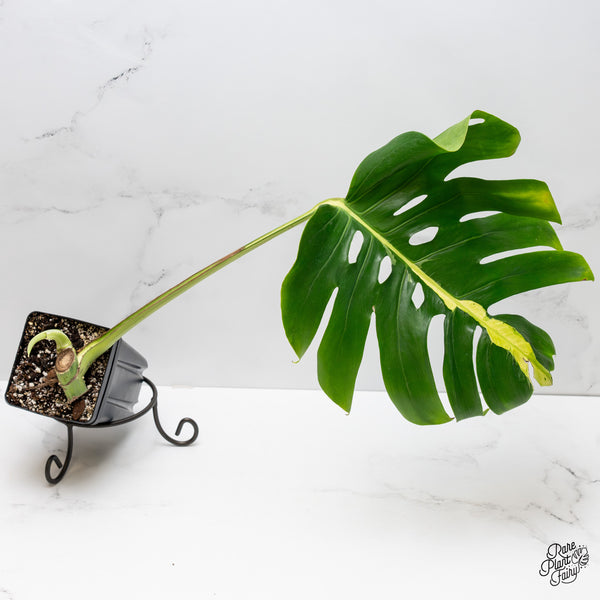 Monstera Deliciosa 'White Lava' (wk1-US)