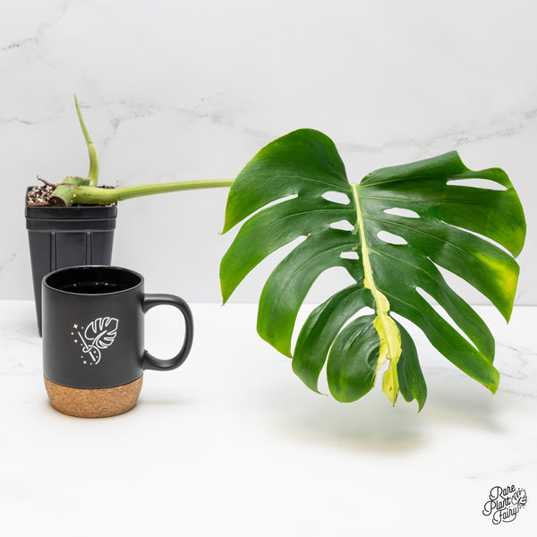 Monstera Deliciosa 'White Lava' (wk1-US)
