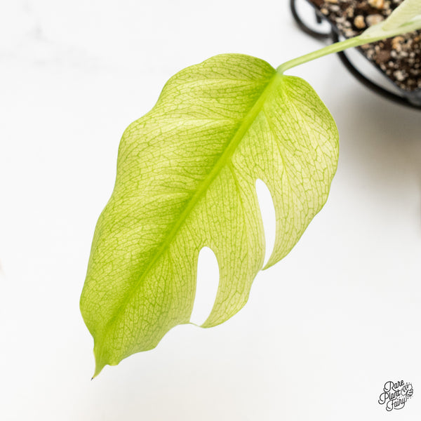 Monstera Deliciosa 'White Lava' (wk3-UP)