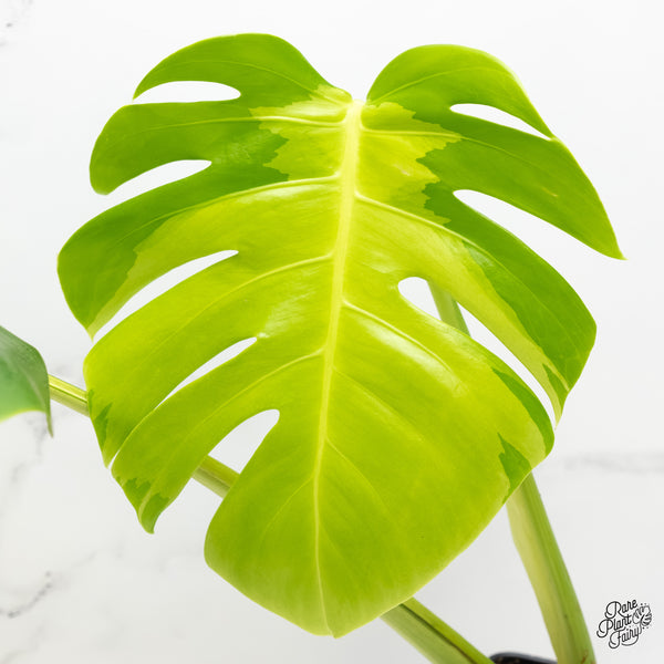 Monstera Deliciosa 'White Lava' (wk5-US)