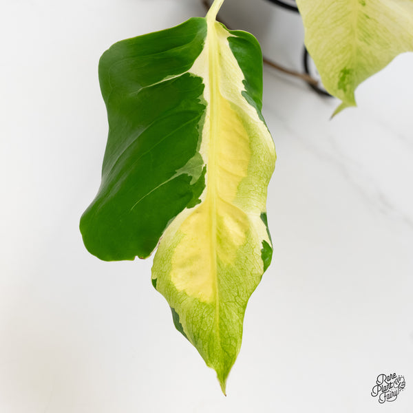 Monstera Deliciosa 'White Lava' (wk6-J)