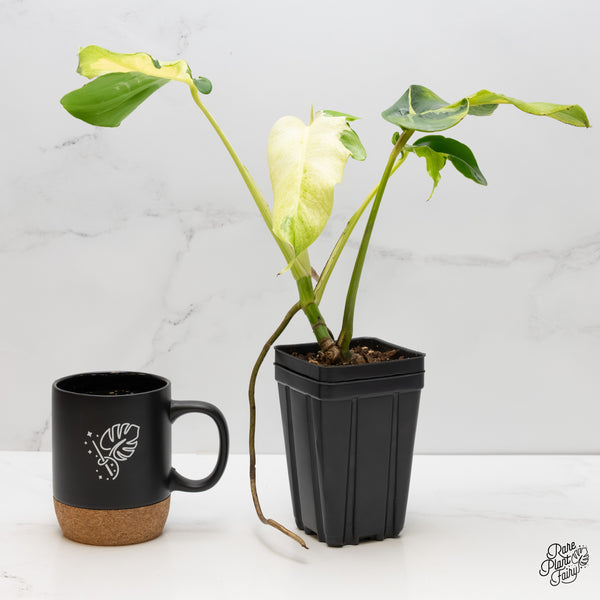 Monstera Deliciosa 'White Lava' (wk6-J)