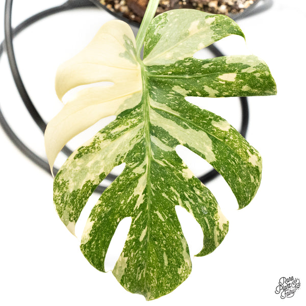 Monstera Deliciosa 'White Snow' (Thai Constellation Mutation) (wk42-F)