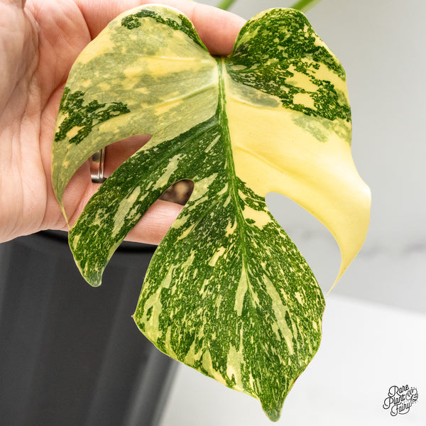 Monstera Deliciosa 'White Snow' (Thai Constellation Mutation) (wk50-E)