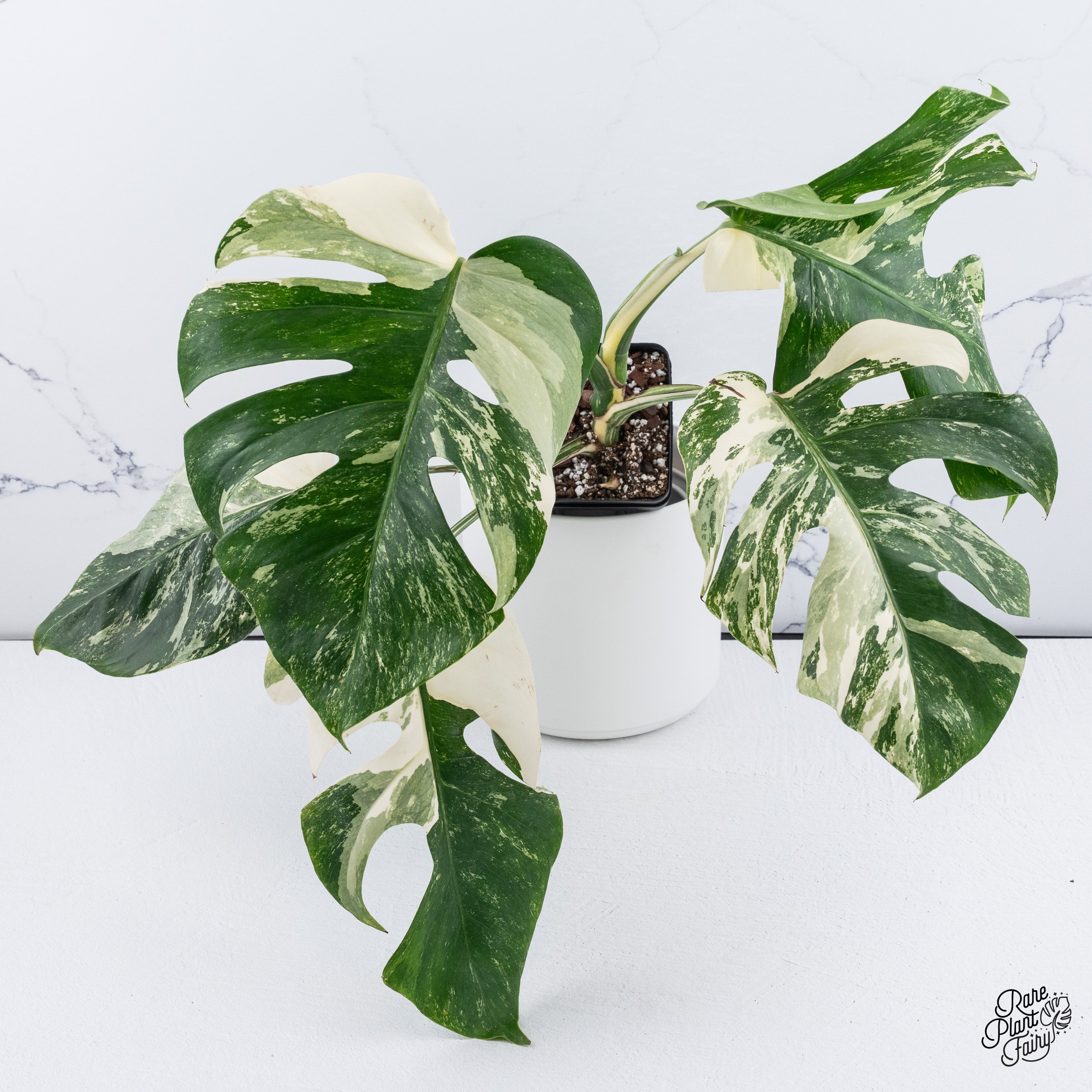 超希少❗️斑入り❗️モンステラ　アクミナータ　アルボ✨ 斑入りモンステラ ボルシギアナ バリエガータ 極斑タイプ | GREEN LUCK