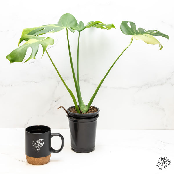 Monstera Deliciosa Albo Variegated (Large Form) (wk4-UF)