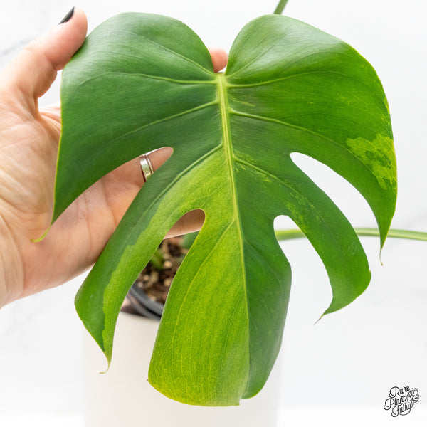 Monstera Deliciosa Albo Variegated (Large Form) (wk4-UF)