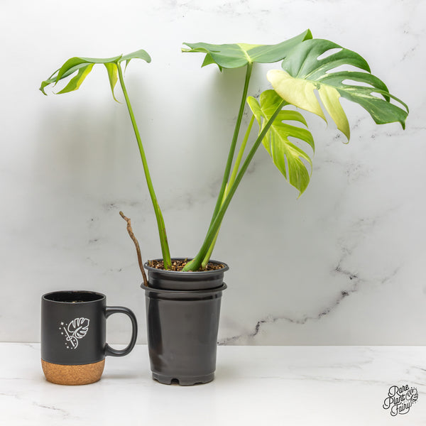 Monstera Deliciosa Albo Variegated (Large Form) (wk48-UF)