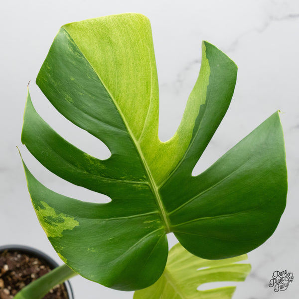 Monstera Deliciosa Albo Variegated (Large Form) (wk48-UF)