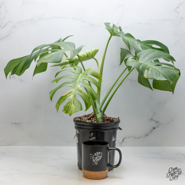 Monstera Deliciosa Albo Variegated (Large Form) (wk49-UR)
