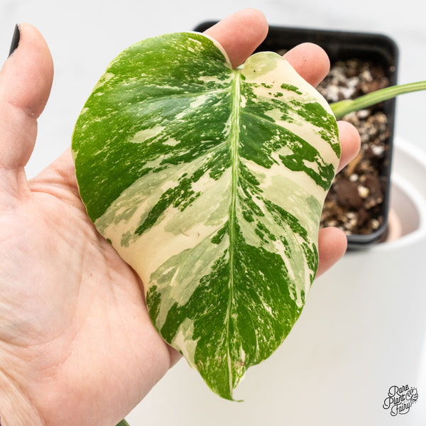 Monstera Deliciosa Albo Variegated (Small Form/Borsigiana) (wk4-B)
