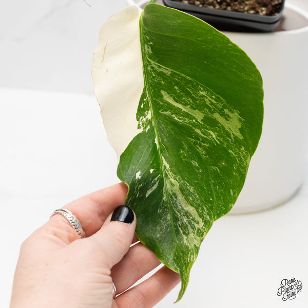 Monstera Deliciosa Albo Variegated (Small Form/Borsigiana) (wk4-B)