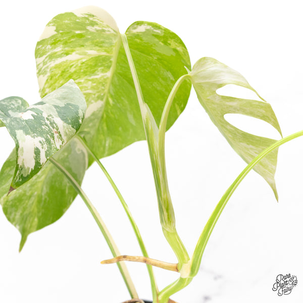 Monstera Deliciosa Albo Variegated (Small Form/Borsigiana) (wk44-B)