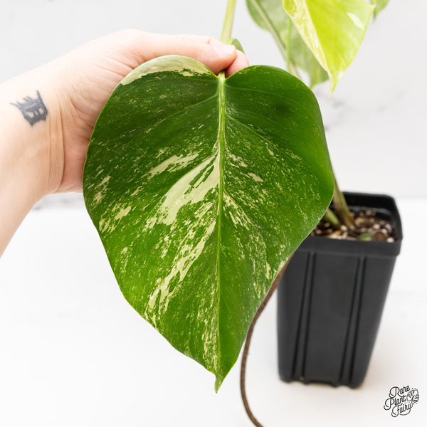Monstera Deliciosa Albo Variegated (Small Form/Borsigiana) (wk44-B)