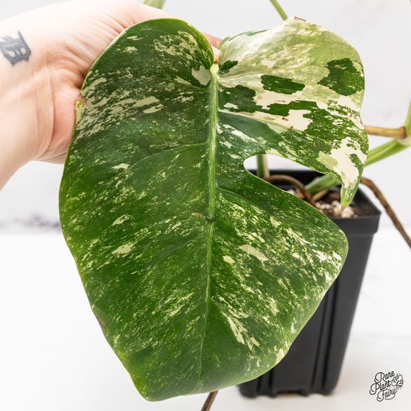 Monstera Deliciosa Albo Variegated (Small Form/Borsigiana) (wk44-B)