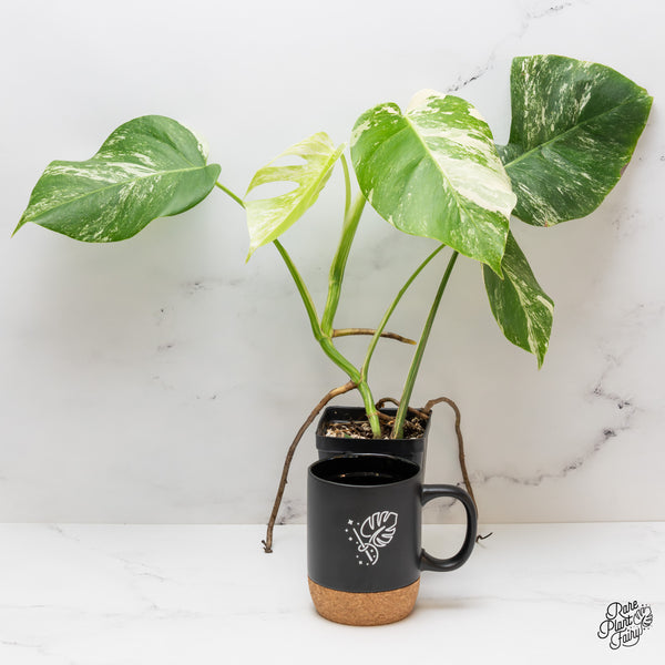 Monstera Deliciosa Albo Variegated (Small Form/Borsigiana) (wk44-B)