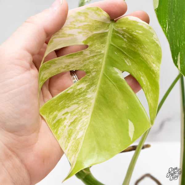 Monstera Deliciosa Albo Variegated (Small Form/Borsigiana) (wk44-B)