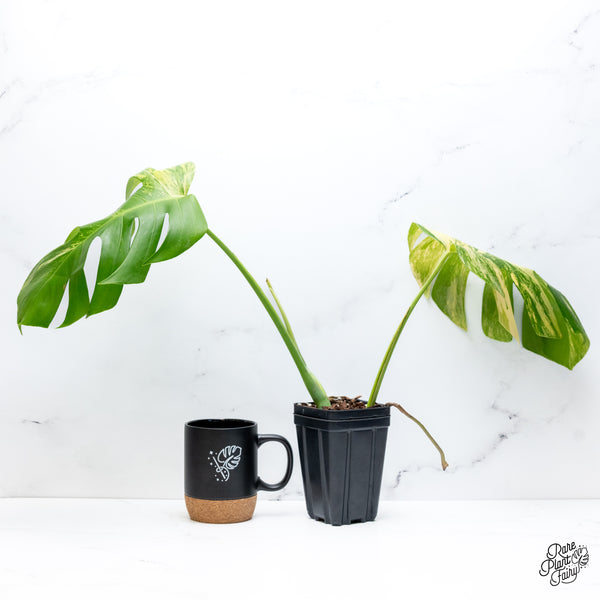 Monstera Deliciosa Aurea Variegated (Small Form/Borsigiana) (wk42-J)