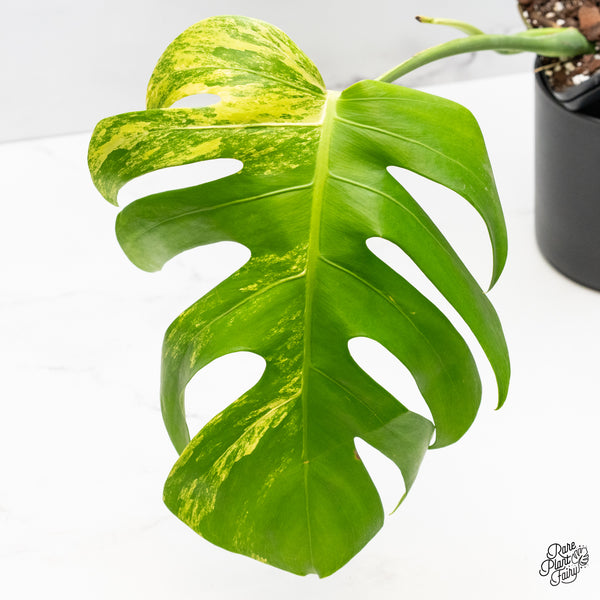 Monstera Deliciosa Aurea Variegated (Small Form/Borsigiana) (wk42-J)