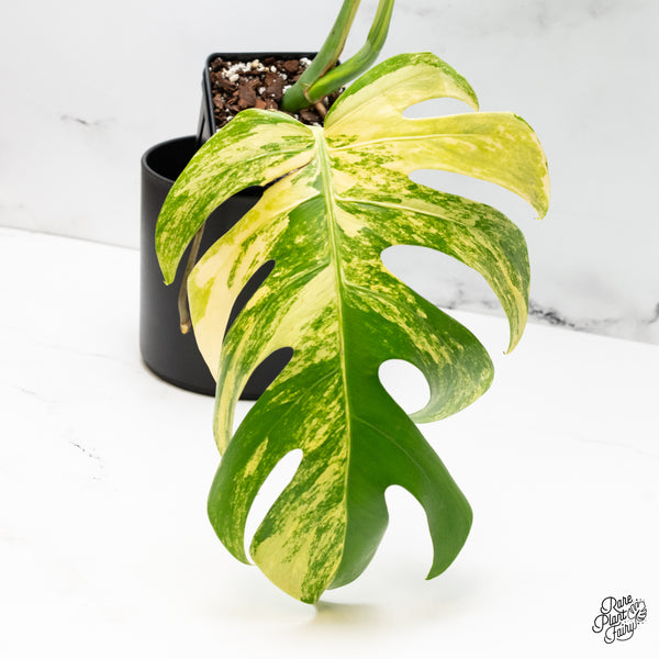 Monstera Deliciosa Aurea Variegated (Small Form/Borsigiana) (wk42-J)