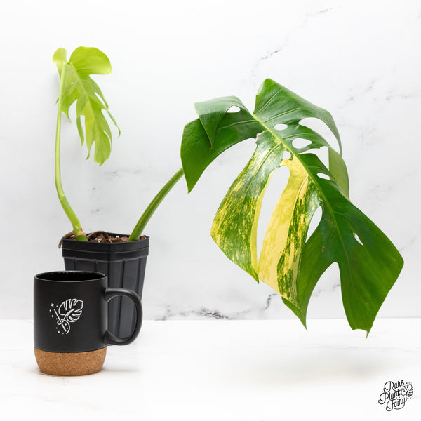 Monstera deliciosa aurea variegated (small form/borsigiana) (wk45-B)