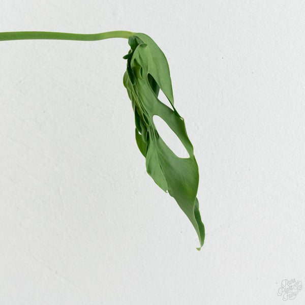 Monstera Deliciosa 'Hurricane' (wk8-UH)
