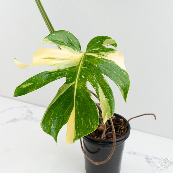 Monstera Deliciosa 'Medusa' (wk8-UA)