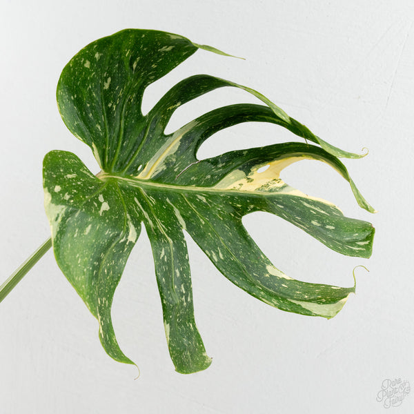 Monstera Deliciosa 'Medusa' (wk8-UA)