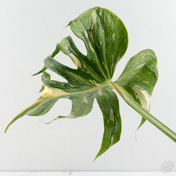 Monstera Deliciosa 'Medusa' (wk8-UA)