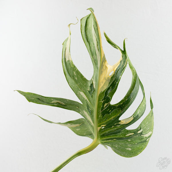 Monstera Deliciosa 'Medusa' (wk8-UA)