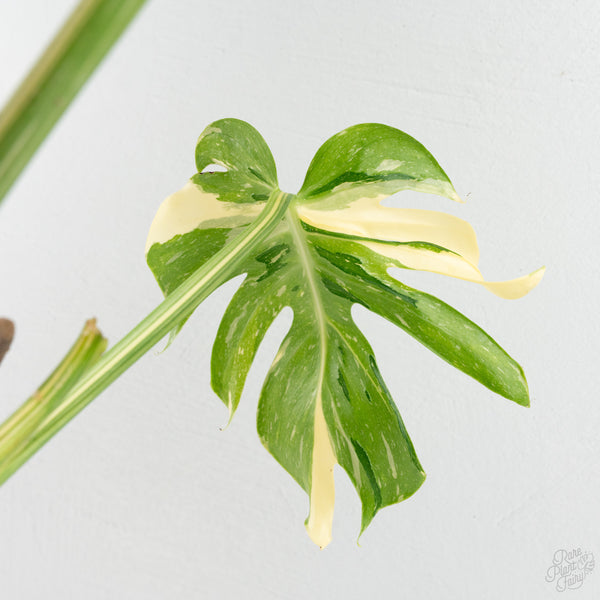 Monstera Deliciosa 'Medusa' (wk8-UA)