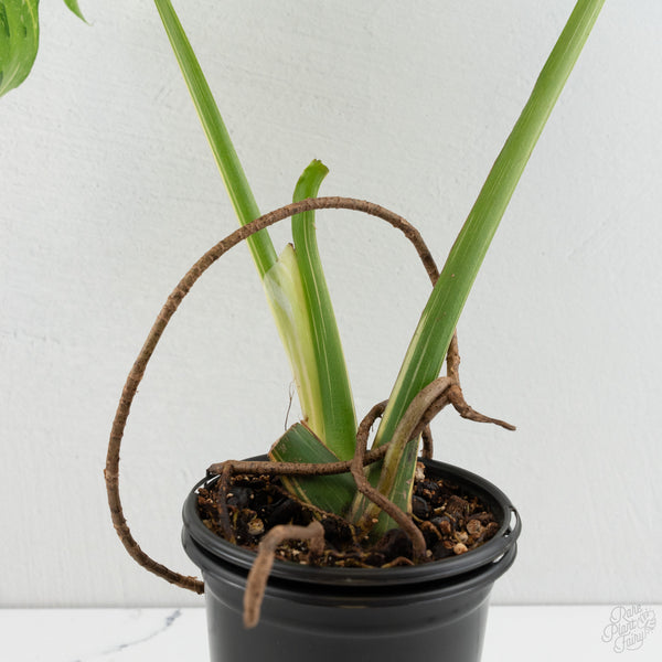 Monstera Deliciosa 'Medusa' (wk8-UA)