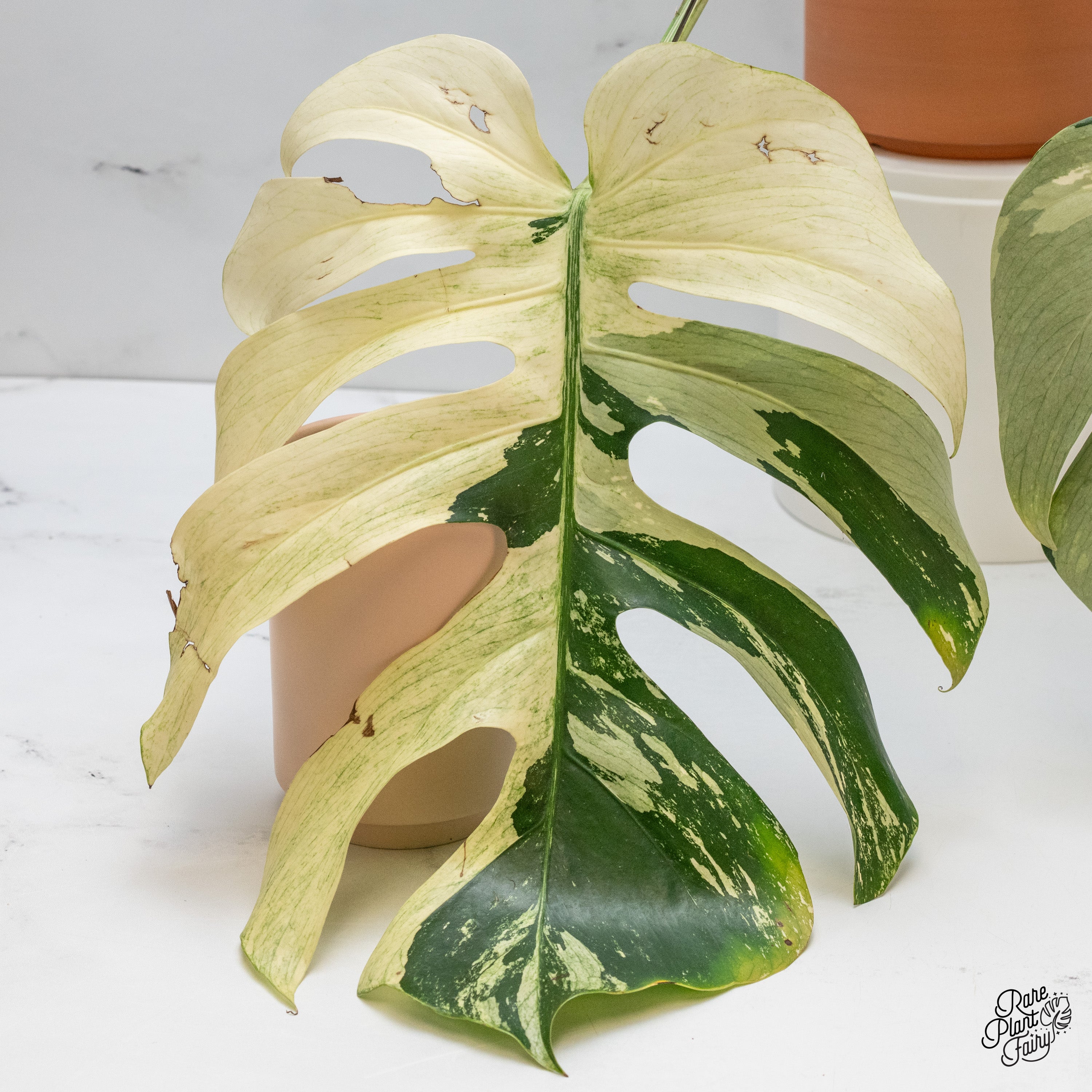 Monstera Deliciosa Mint Variegated NOID (Intermediate Form) (wk39