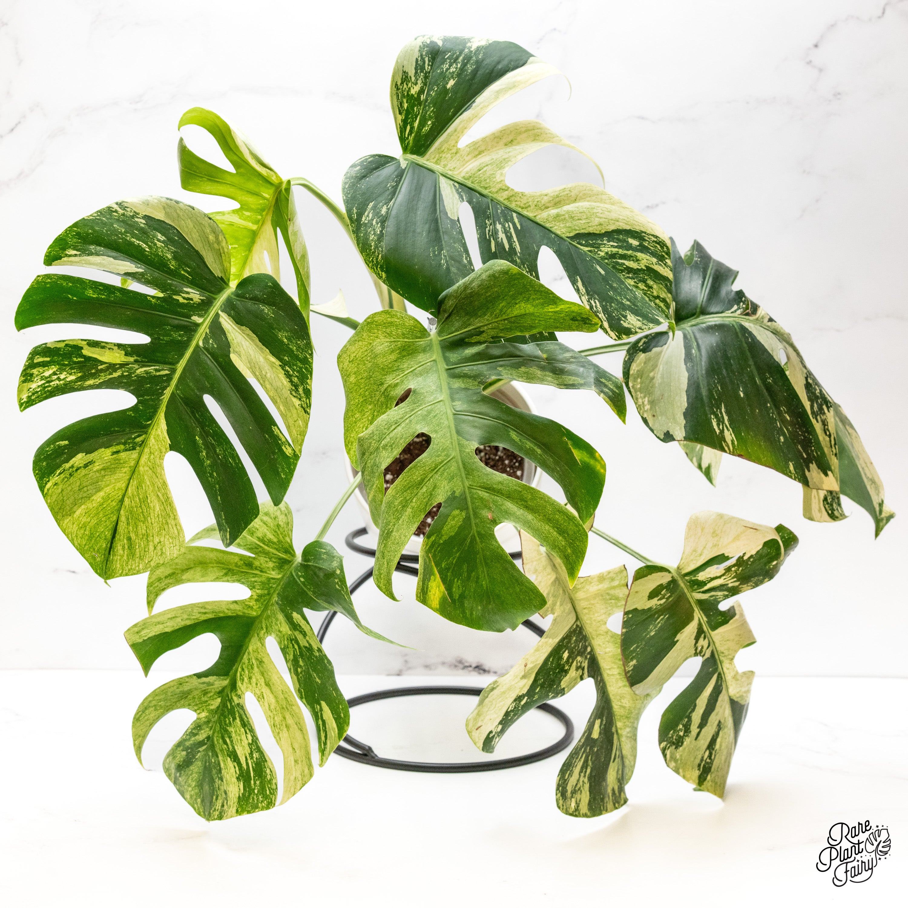 Monstera Deliciosa Mint Variegated NOID (Intermediate Form) (wk41