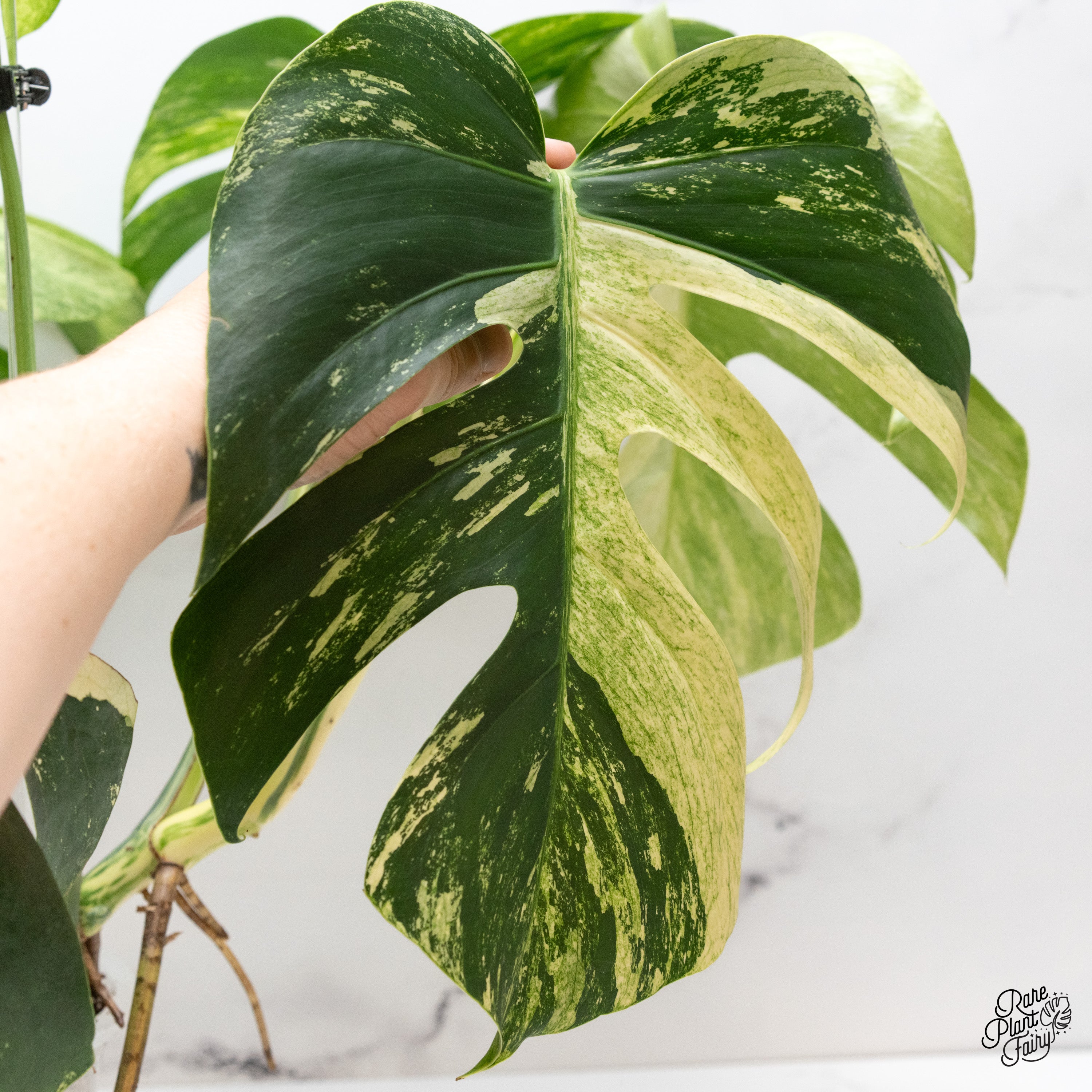Monstera Deliciosa Mint Variegated NOID (Intermediate Form) (wk41