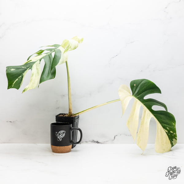 Monstera Deliciosa Mint Variegated NOID (Intermediate Form) (wk45-AA)