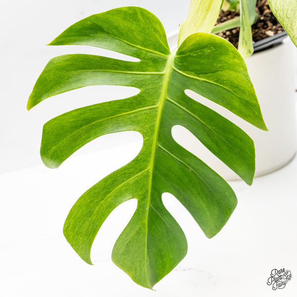 Monstera Deliciosa Mint Variegated NOID (Intermediate Form) (wk46-L)