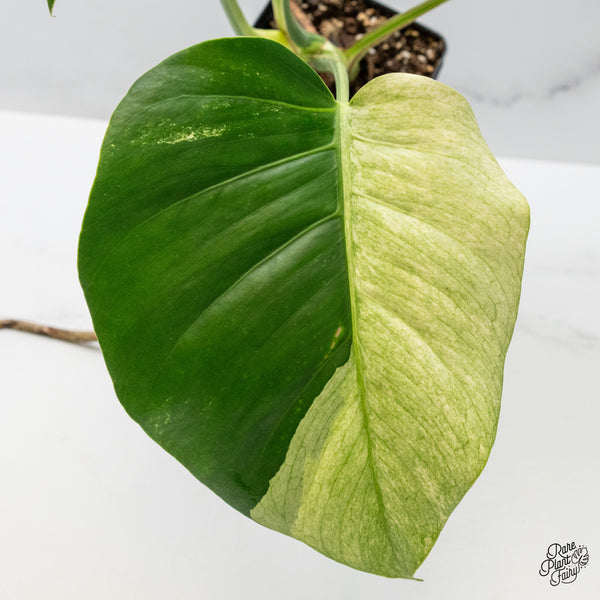 Monstera Deliciosa Mint Variegated NOID (Intermediate Form) (wk49-E)