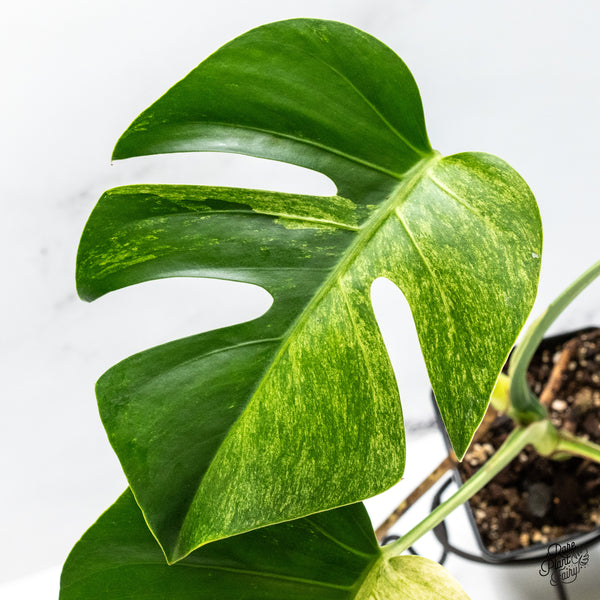 Monstera Deliciosa Mint Variegated NOID (Intermediate Form) (wk49-E)