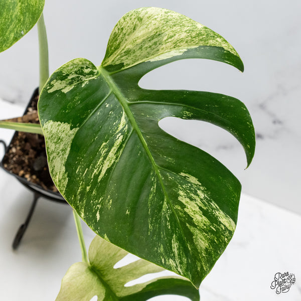 Monstera Deliciosa Mint Variegated NOID (Intermediate Form) (wk49-E)