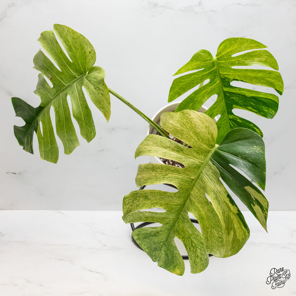 Monstera Deliciosa Mint Variegated NOID (Intermediate Form) (wk50-F)