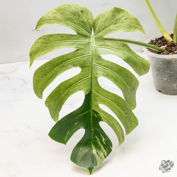 Monstera Deliciosa Mint Variegated NOID (Intermediate Form) (wk50-F)