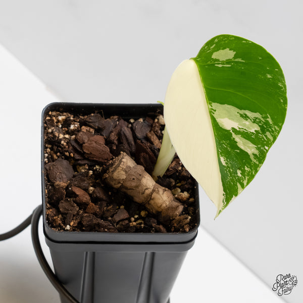 Monstera Deliciosa Mint Variegated NOID (Intermediate Form) (w5-Q)