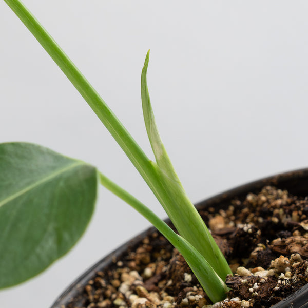 Monstera Deliciosa Mint Variegated - US Clone (Large Form) (wk45-H)