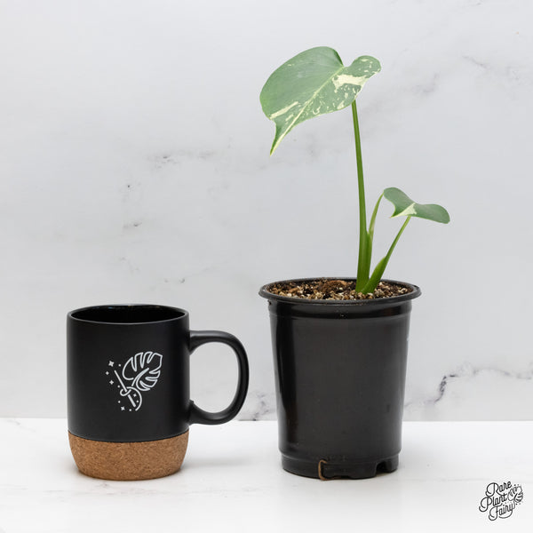 Monstera Deliciosa Mint Variegated - US Clone (Large Form) (wk45-H)