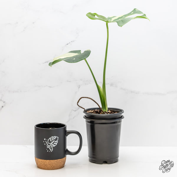 Monstera Deliciosa Mint Variegated - US Clone (Large Form) (wk4-UB)